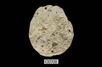 藏品(硨磲牡蠣)的圖片